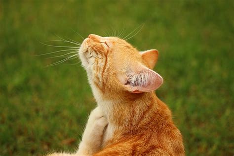 Fleas on your cat can pass along a bacterial infection called bartonellosis, also known as bartonella. Can Fleas Kill A Cat? | My Feline Buddy