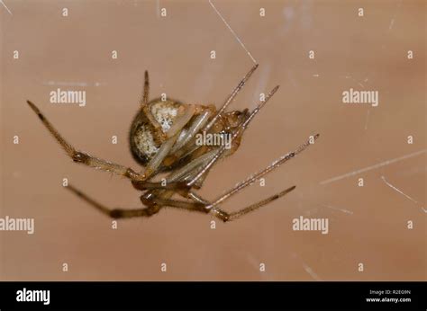 Common House Spider Parasteatoda Tepidariorum Female Stock Photo Alamy