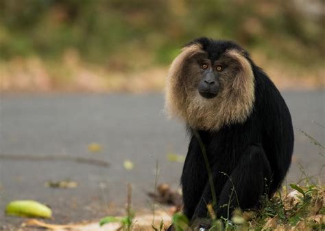 Lion Tailed Macaque Facts Habitat Adaptations Pictures