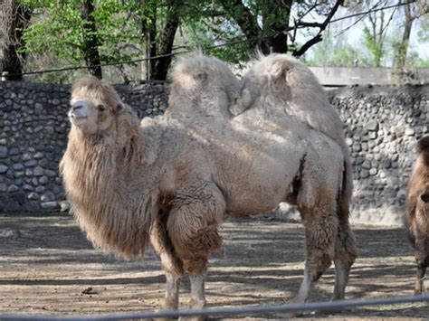 Camelus bactrianus / Domestic bactrian camel in Almaty Zoo