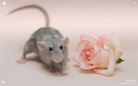 Cute Rat Wallpapers Wallpaper Cave