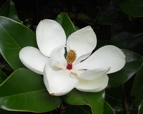Magnolia Blossom Floral Flower Free Photo On Pixabay Pixabay