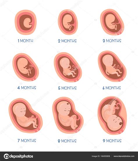 Etapas Del Desarrollo Embrionario Iconos Infograf A Plana Vectorial Vector De Stock De