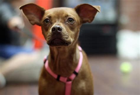 Rosie 2 Is An Adoptable Miniature Pinscher Searching For A Forever