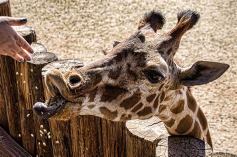 See Rare And Exotic Animals At Wildlife World Zoo Phoenix Arizona