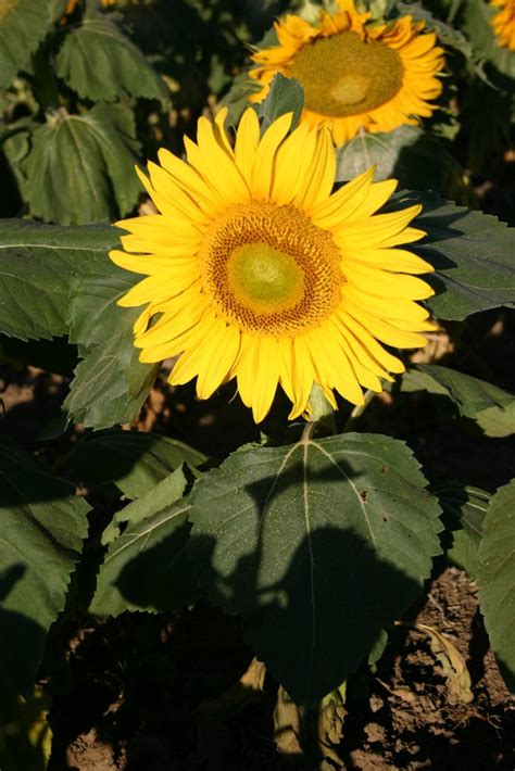 Sunflower is the common name for any of the plants of the genus helianthus of the flowering plant family asteraceae (known as the aster, daisy, or sunflower family). Sunflower - Dwarf Sunspot - Oregon Wholesale Seed Company
