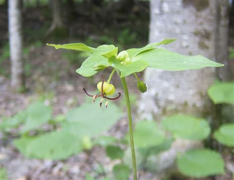 They are often found in clumps like this; Adirondack Wildflowers: Indian Cucumber-root | Medeola ...