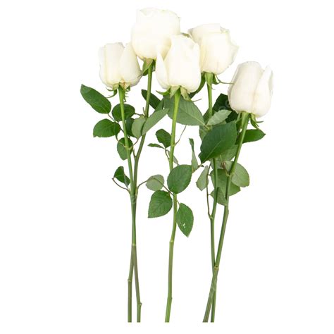 Beautiful Bouquet Flower Plant White Rose Still Life Nice White Png