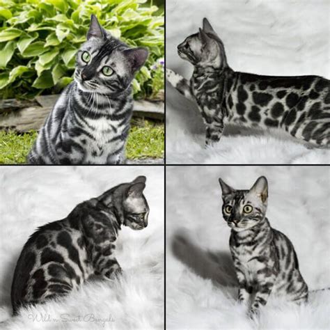 Learn more about the bengal cat breed and see if this cat is right for you the bengal could never be called delicate. Discover Our Breeding Bengal Cats 🐱 | Wild & Sweet Bengals ...
