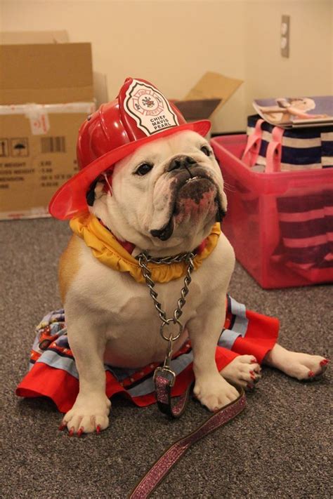 Firefighter Kittens And Puppies Bulldog Cute Dogs