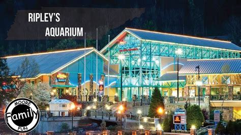 Ripleys Aquarium Gatlinburg Tn Youtube