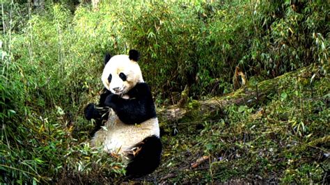 Cameras Capture Wild Giant Pandas In Nw Chinas Nature Reserve