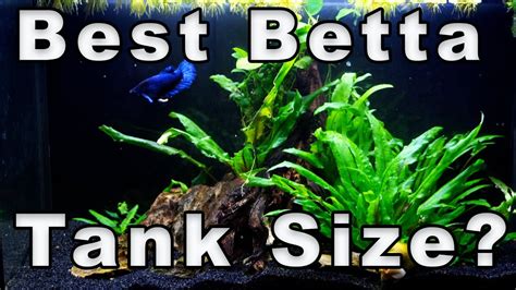 Best Betta Fish Tank Size How To Figure It Out