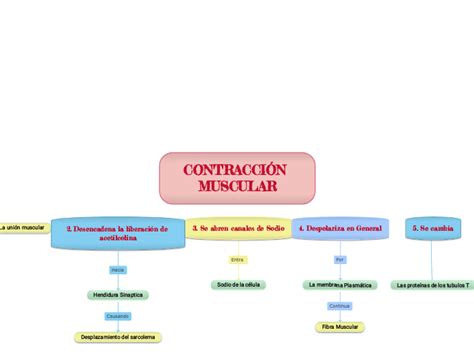 Contraccion Muscular Mind Map The Best Porn Website