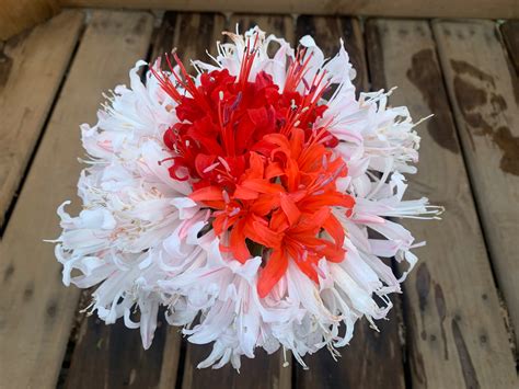 Long lasting flowers for pots. Fresh Nerine Flowers - Bright, long lasting and joyful!
