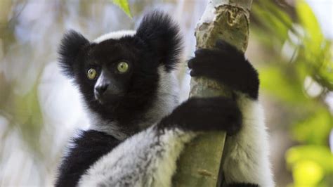 Singing Lemurs Could Help Scientists Understand Human Rhythm Ecowatch