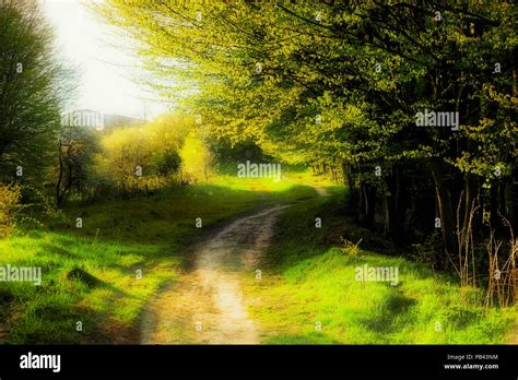 Fantasy Summer Landscape With Footpath And Woodland Sunny Day Dreaming