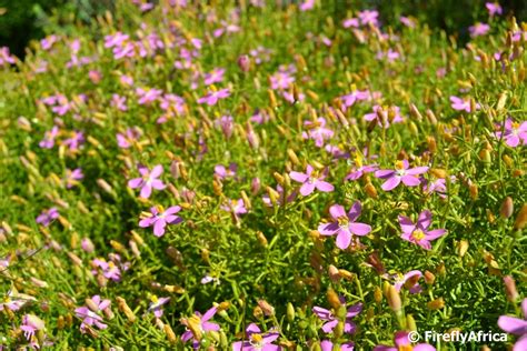 Nature Reserve Wild Flowers Featured Blog