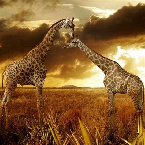 10 Best African Safari Animals Wallpaper Full Hd 1920×1080