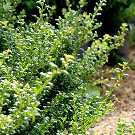 Full sun or partial shade. Buy Japanese holly 'Convexa' Ilex crenata Convexa: £6.99 ...