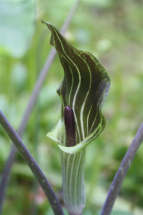 As the days meander toward summer, this spike unfolds into leaves and flower, with the plants growing as tall as two feet. Jack in the pulpit Arisaema triphyllum from New England ...