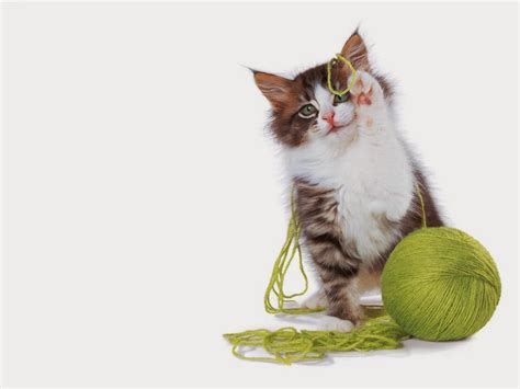 White outlined cat playing with a ball of yarn over a yellow polka dot pattern 2 #1334905 by graphics rf. Real Life Cat vs Anime Cat ENGLISH