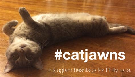 Please suggestion more social for us, we will add to here. Introducing #catjawns, Instagram Hashtags for Philly Cats
