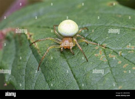 Comb Footed Spider Enoplognatha Ovata Brockley Lewisham London Uk