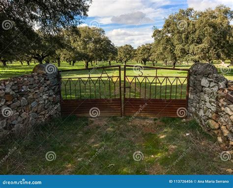 One Iron Closed Door In The Pasture With Holm Oaks And Stone Fence