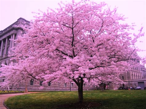 Free Photo Cherry Blossom Tree Blooming Blossoms