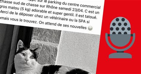 Ardèche Isère Son chat prend la fuite à Chasse sur Rhône cette Lorraine le retrouve grâce à