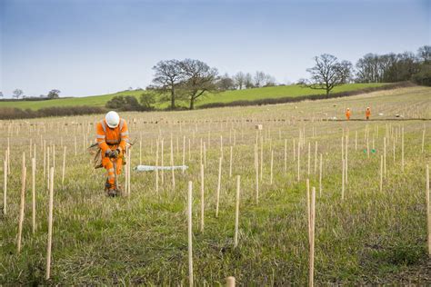 Tree Planting At Finemere Wood Near Calvert Buckinghamshire