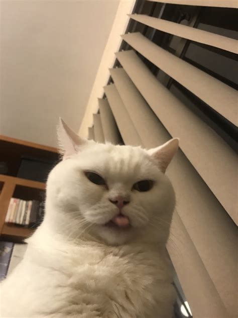 My Cat Making A Funny Face Cats