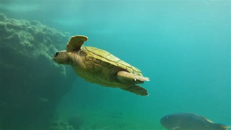 Free Images Ocean Underwater Swim Sea Turtle Reptile Loggerhead