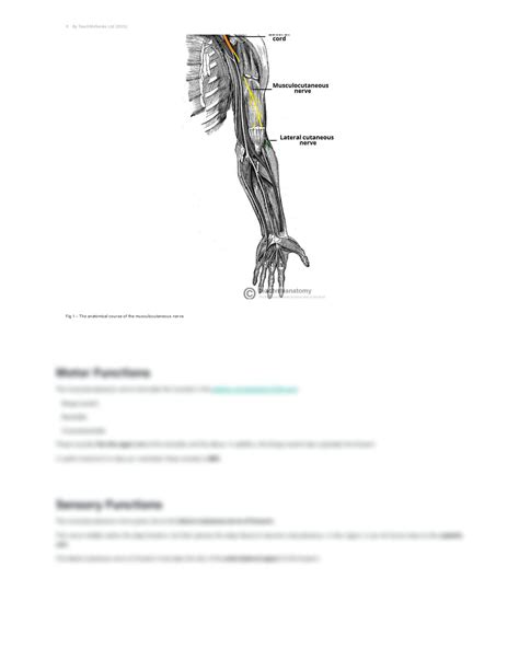 Solution The Musculocutaneous Nerve Course Motor Sensory