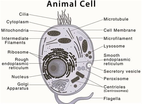 Animal Cell Diagram Cbse Class Notes Online Classnotes123