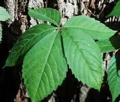 Virginia creeper can be used as a climbing vine or ground cover, its leaves carpeting any surface in luxuriant green before turning brilliant colors in the fall. How To Get Rid Of Virginia Creeper Rash - Aumondeduvin.com