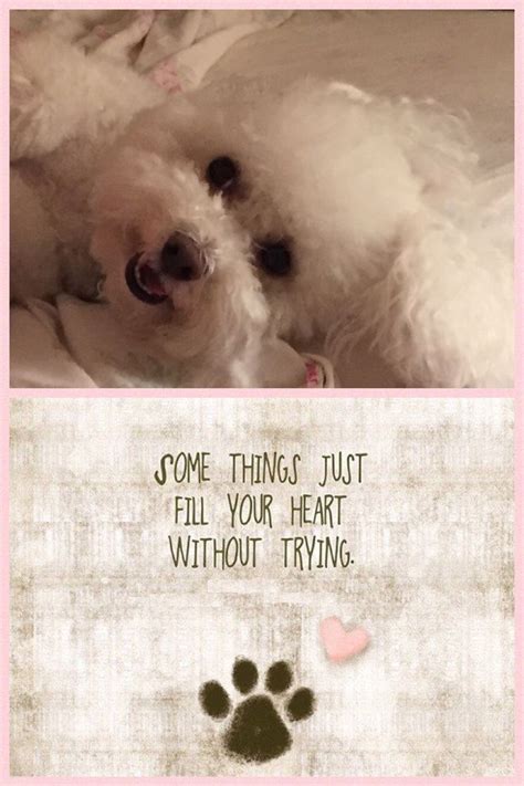 Some things just fill your heart without trying. ♥️ | Bichon frise dogs