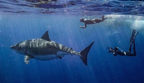 Deep Blue The Largest Known Great White Shark Spotted Off Hawaii