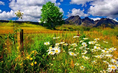 Spring Landscape Chamomile Flowers And Green Grass Mountains Blue