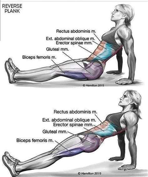 Reverse Plank Exercise Health Fitness Fitness Body