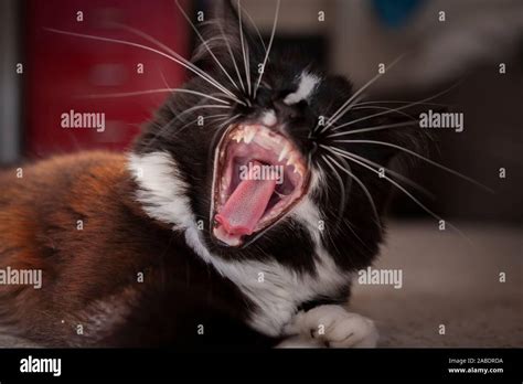 Inside The Mouth Of A Cat Cat Meme Stock Pictures And Photos