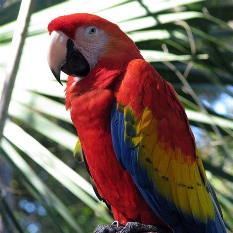 for sale male and female scarlet macaws parrots kingston st andrew