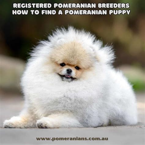 pomeranian breeders australia find pomeranian puppies pomeranian australia