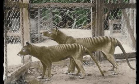 Tasmanian Tiger Dinosaurs Pictures And Facts