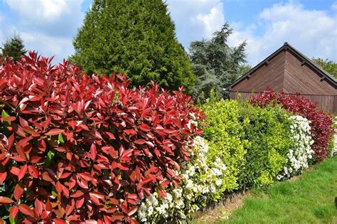 Photinia Robusta Vs Red Robin Whats The Difference Ultimate Backyard