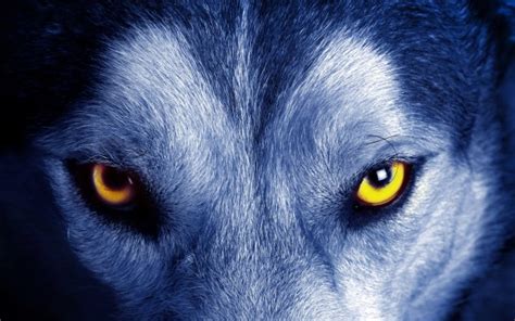 Black Wolf Wallpaper High Definition Data Src Black Wolf Yellow Eyes