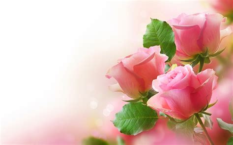Romantic Pink Rose Flowers Wallpaper High Defi 13477 Wallpaper High