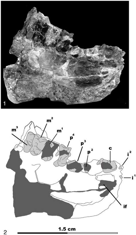 Skull Of The Eocene Primate Omomys Carteri From Western North America
