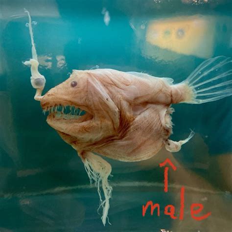 It Sucks To Be A Male Anglerfish Theyre Puny Compared To Female And